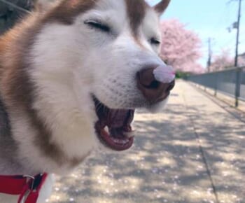 「うちの犬のええ写真見て」鼻に桜の花びらを乗せたハスキーの癒やし顔