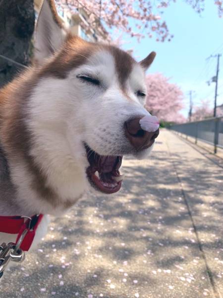 「うちの犬のええ写真」　桜の花びらを鼻にのせたハスキー犬の癒やし顔