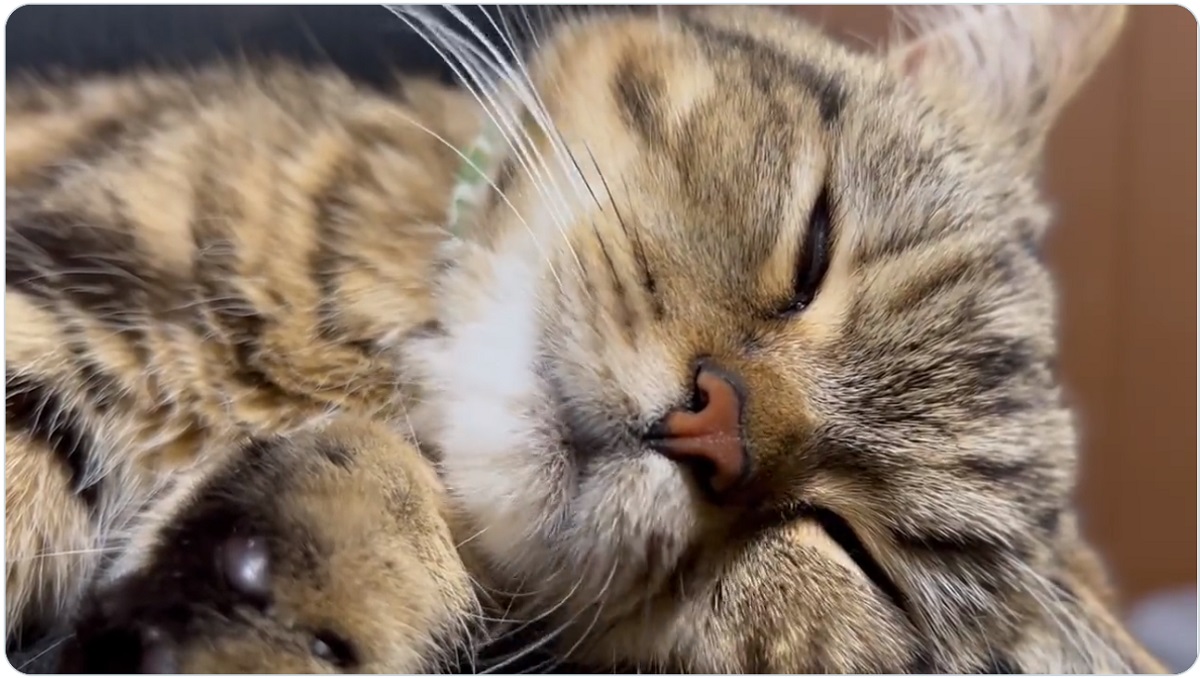 ムニャムニャしながら眠る猫　夢の中でご馳走を食べてるのかな？