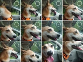 飼い主の必須スキル？　カメラの連写機能で愛犬の良い表情を激写。
