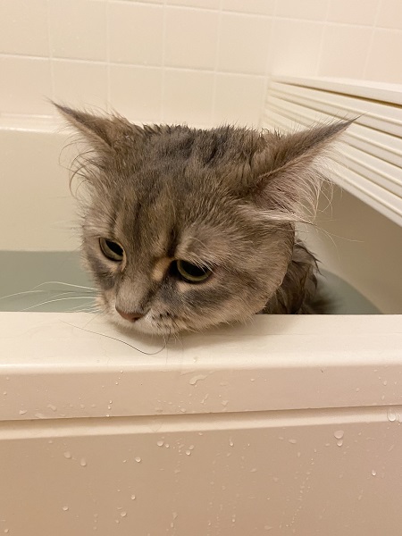 苦手なお風呂に入れられ「しょぼん」　気持ちが顔に出すぎちゃう猫さん