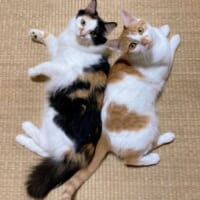 我が家のアイドルは2匹組　姉妹猫ユニット「ポチたま」