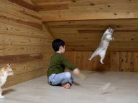 屋根裏で子どもと猫が行う謎の儀式……シュールな光景に吹き出す人続出
