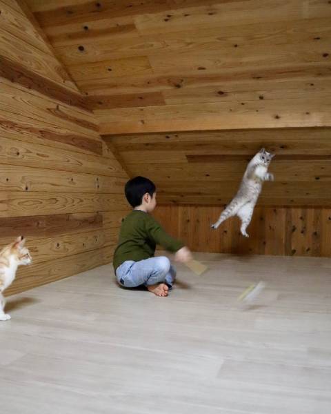 屋根裏で子どもと猫が行う謎の儀式……シュールな光景に吹き出す人続出