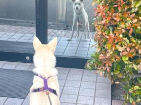 「お？犬か？」自動ドアのガラスに映る自分の姿が気になるワンちゃん