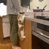 必死につかまってご主人様の皿洗いを見つめる猫