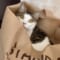 我が家の箱入り娘は袋がお気に入り　袋に入って出待ちする愛猫。