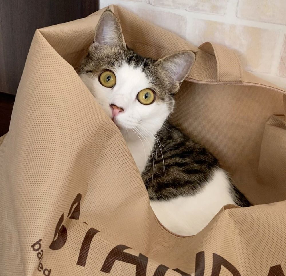 我が家の「箱入り娘」は袋がお気に入り　中に入って出待ちをする愛猫