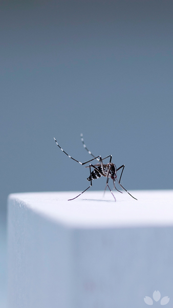 見てるだけでかゆくなる……！　繊細な技術で作られた「蚊」の立体標本