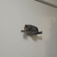 ニンニン！ならぬミャンミャン！　飛び上がって壁を走る忍者猫