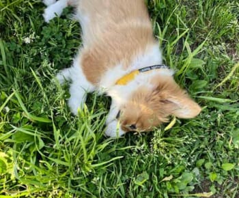 草の上に寝転ぶペペちゃん（こんぺいとうさん提供）