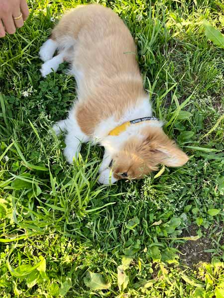 草の上に寝転ぶペペちゃん（こんぺいとうさん提供）