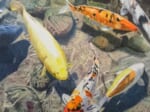 絵の中を優雅に泳ぐ鯉たち。色鉛筆画家・三賀亮介が伝える五感の色彩で伝える世界。