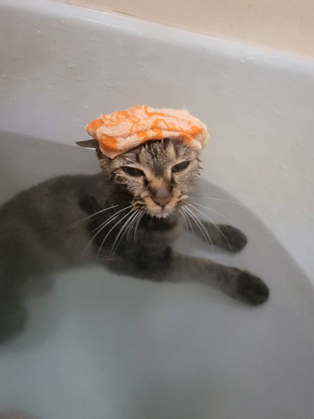 いい湯だニャ〜　お風呂でくつろぐ猫の極楽っぷりがうらやましい