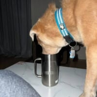 深夜に衝撃の光景……無我夢中で飼い主さんのコップから水を飲むワンコ