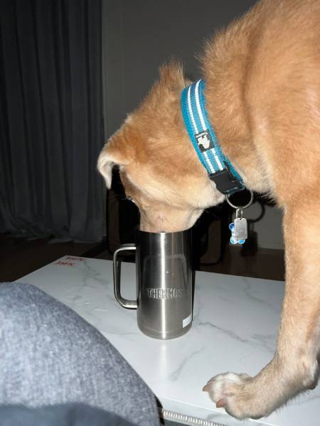 深夜に衝撃の光景……無我夢中で飼い主さんのコップから水を飲むワンコ
