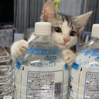 ウォールペットボトルの上からひょっこり顔を出す「進撃の子猫」