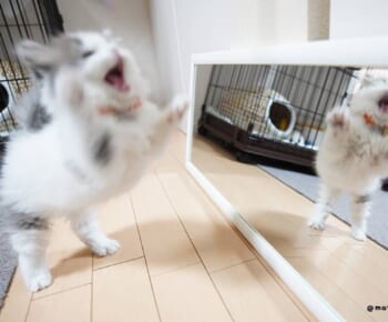「僕のほうが強いんだぞ！」鏡に映った自分を大威嚇する子猫ちゃん