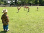 一体なぜ？公園の鹿たちに一斉ロックオンされてしまった一歳児
