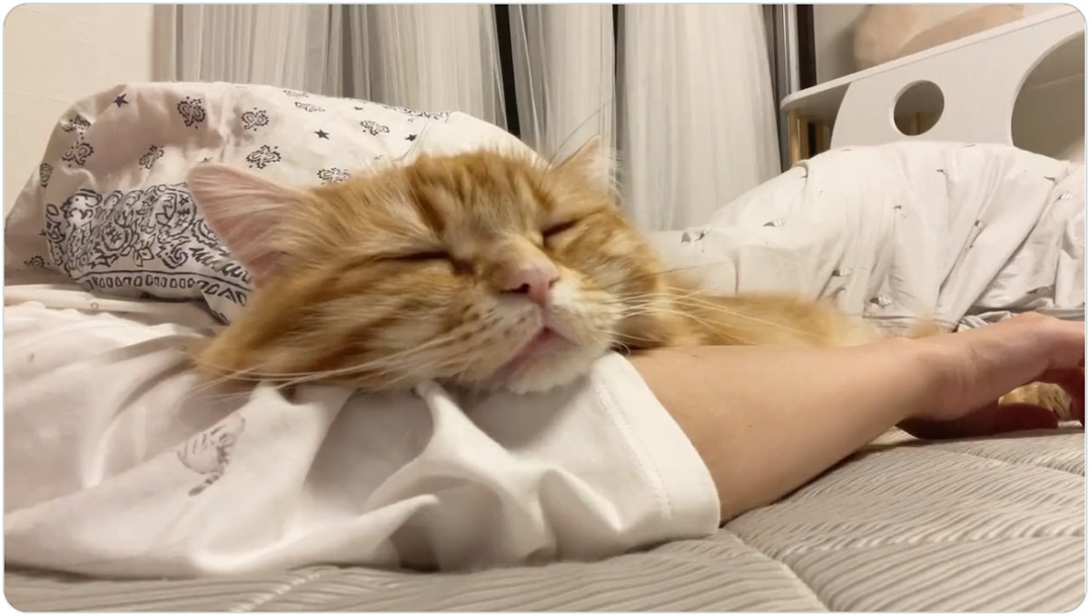 枕になりたい……　とろけるように眠る猫が可愛すぎる