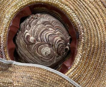 麦わら帽子にできたスズメバチの巣（Kiyoshi Yasueさん提供）