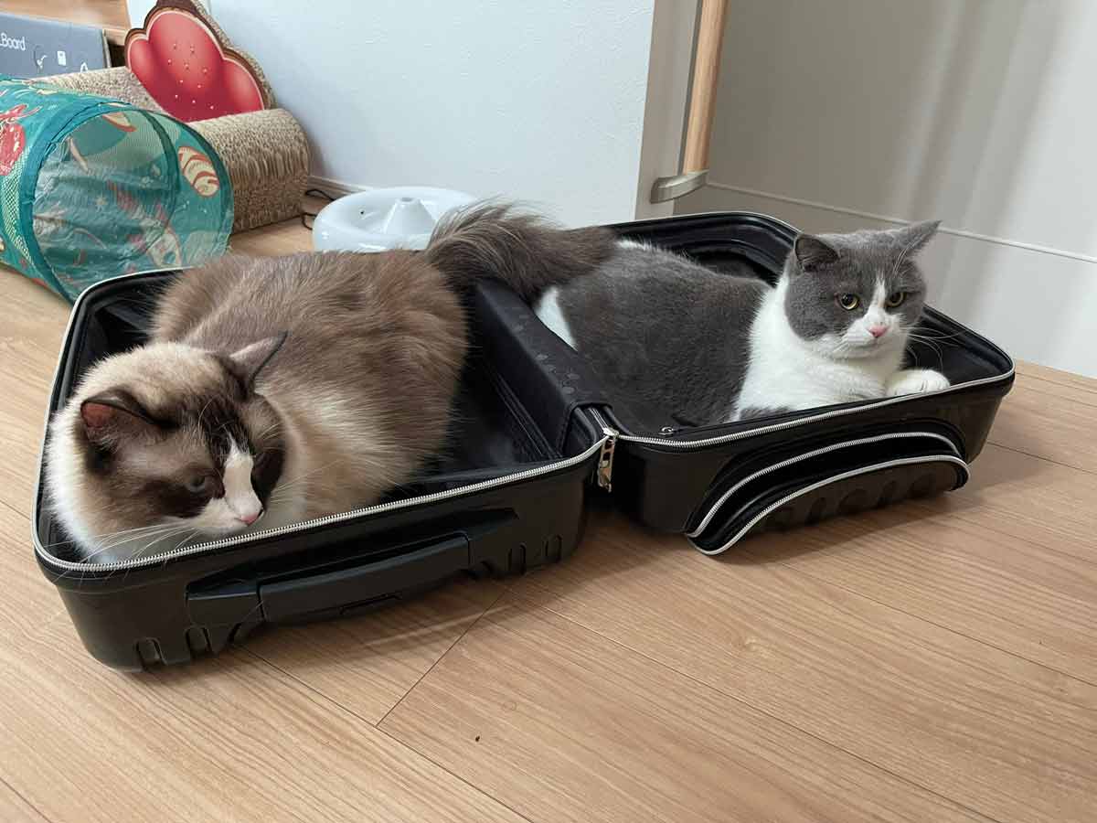 そこにあったら入っちゃうよね　スーツケースを占拠する猫さんズ
