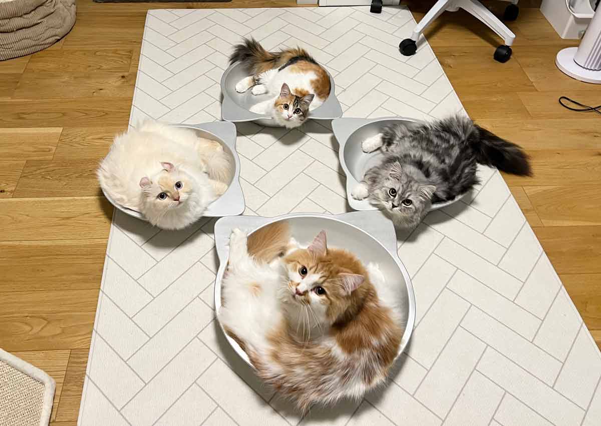 4匹揃った「猫鍋集会」本日の議題はなにかな？