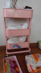 「毎回これ」棚の片付けを妨害されるも……双子姉妹猫の寝姿にほっこり