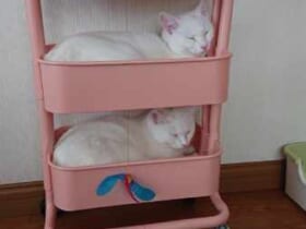 「毎回これ」棚の片付けを妨害されるも……双子姉妹猫の寝姿にほっこり