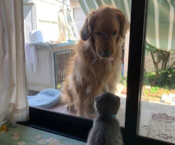 ガラス越しに見つめ合う猫と犬がまるでロミオとジュリエット