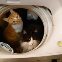 オキニの場所だニャ。洗濯機の中でくつろぐ猫ちゃんズ。