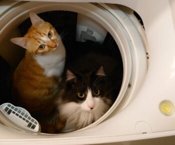 オキニの場所だニャ。洗濯機の中でくつろぐ猫ちゃんズ。