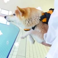水泳大好き柴犬さん　プールに入る前からエア犬かきでイメトレ…