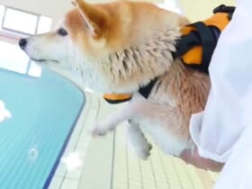 水泳大好き柴犬さん　プールに入る前からエア犬かきでイメトレばっちり