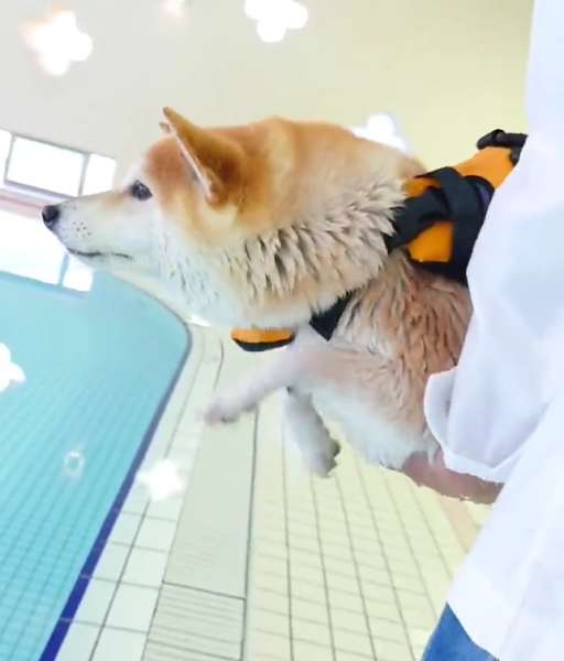 水泳大好き柴犬さん　プールに入る前からエア犬かきでイメトレばっちり
