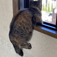 自宅警備に勤しむ子猫　窓枠にしがみついて「ニャルソック」