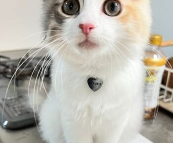 目を輝かせながらキッチンに登る子猫ちゃんがTwitterで話題。