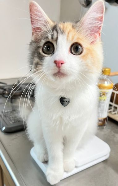 目を輝かせながらキッチンに登る子猫ちゃんがTwitterで話題。