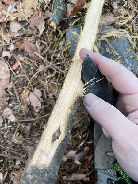ナイフ形石器で木の皮を剥ぐ（週末縄文人さん提供）