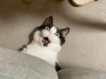 「にゃ……にゃんだって～！？」ソファから飛び出した猫さんの表情に爆笑