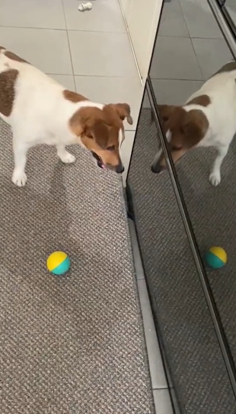 「ボールが増えた！？」冷蔵庫のドアに反射したボールにワンコ大興奮