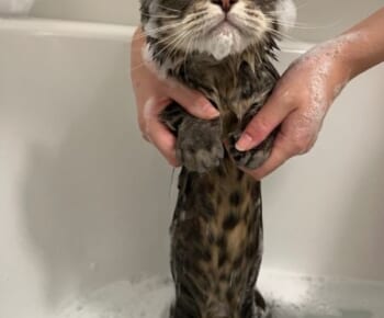 お風呂を満喫中の猫ちゃん　体が濡れてまるでこけしのような姿に