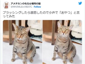 画像提供：アメチカンのもな＠福岡の猫さん（@Mh0MLiErcV8E97C）