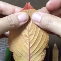 鉛筆の芯の部分に使用する落ち葉の先端を少し切る