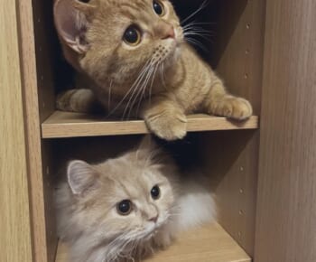 「ここ入っちゃだめなんですか？」狭い棚にぴったりと収まる猫ちゃんズ