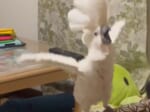 「アニメよりも私を見て！」構ってほしくて猛アピールする白オウムさん
