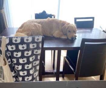 テーブルの上に寝そべるまるくん（イヌのまるとネコのさんさん提供）