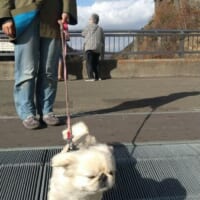 札幌・豊平峡ダムに訪れたモッチちゃん。