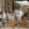 賢い猫とド天然猫の違い　それぞれ異なるラップの壁攻略法に爆笑