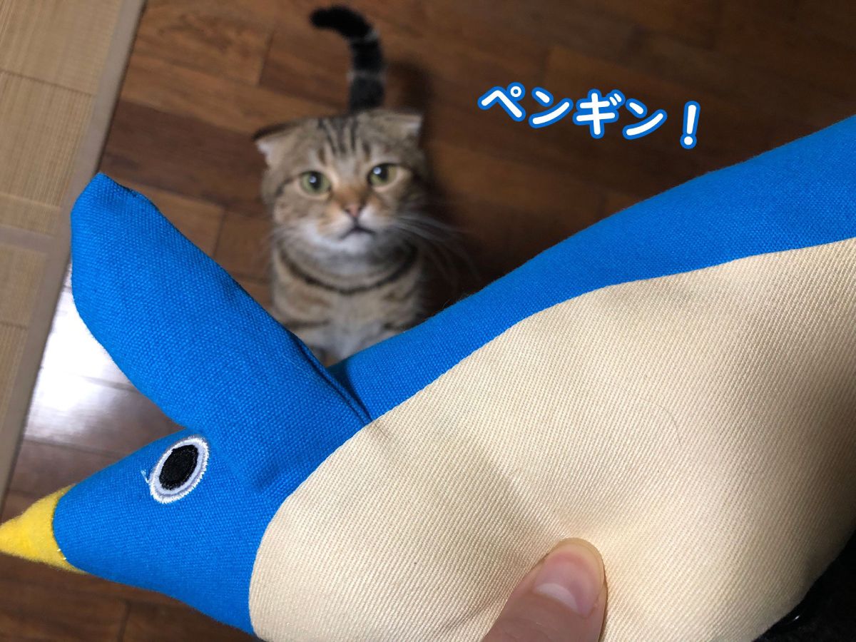 新しい玩具ですニャ！　「けりぐるみ」にテンションアゲアゲの猫